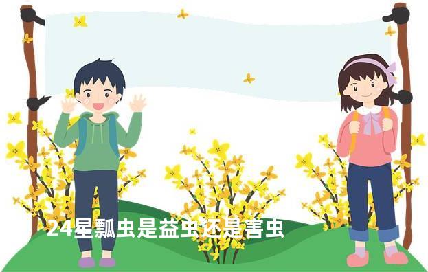 24星瓢虫是益虫还是害虫