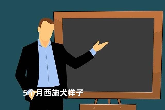 5个月西施犬样子