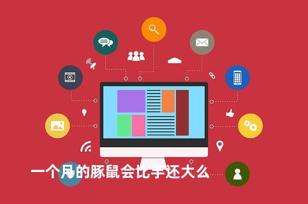 一个月的豚鼠会比手还大么