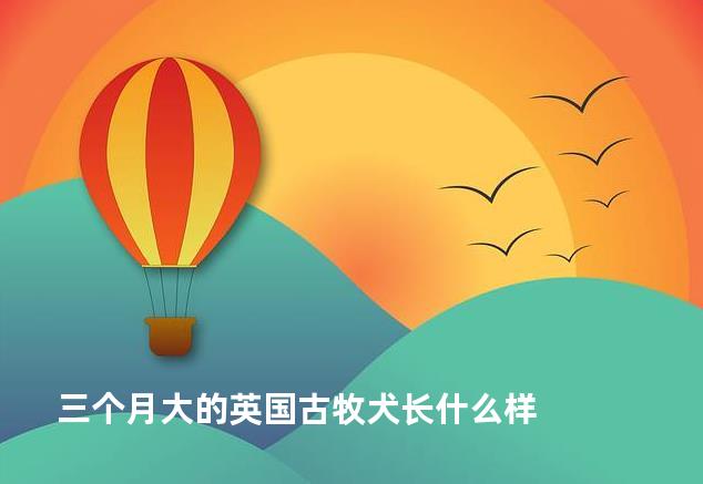 三个月大的英国古牧犬长什么样