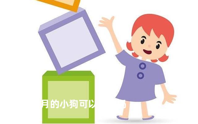 三个月的小狗可以吃肉吗