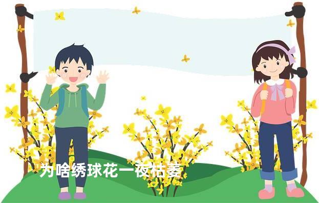 为啥绣球花一夜枯萎