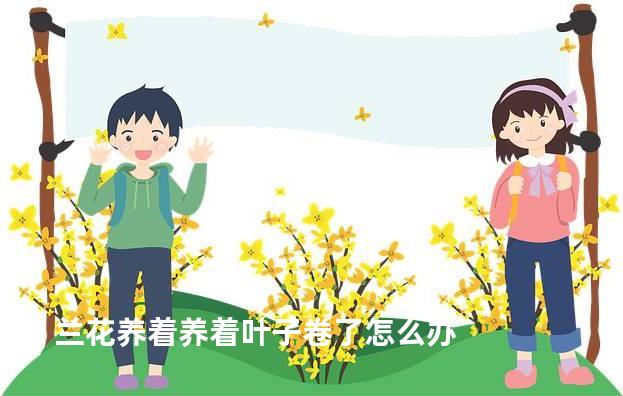 兰花养着养着叶子卷了怎么办