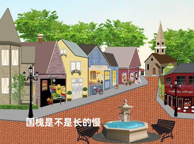 国槐是不是长的慢