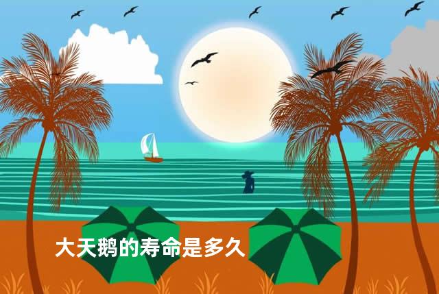 大天鹅的寿命是多久