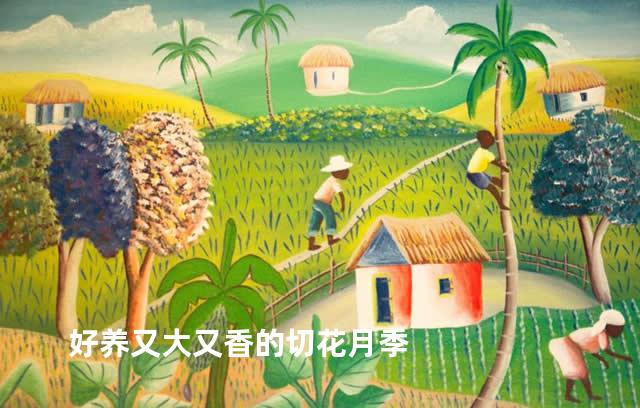 好养又大又香的切花月季