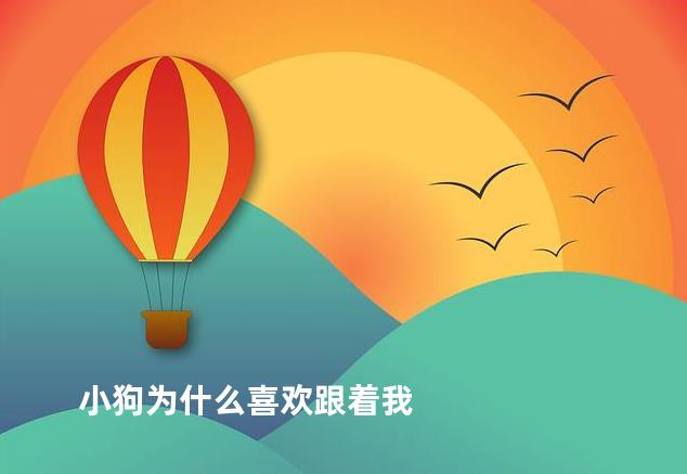 小狗为什么喜欢跟着我