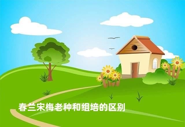 春兰宋梅老种和组培的区别