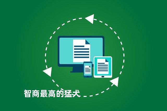 智商最高的猛犬