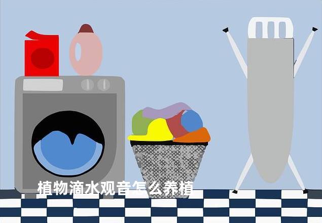 植物滴水观音怎么养植