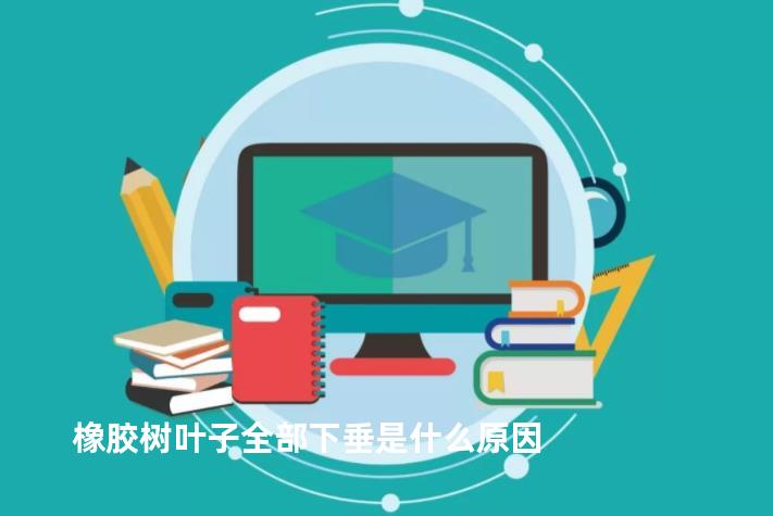 橡胶树叶子全部下垂是什么原因