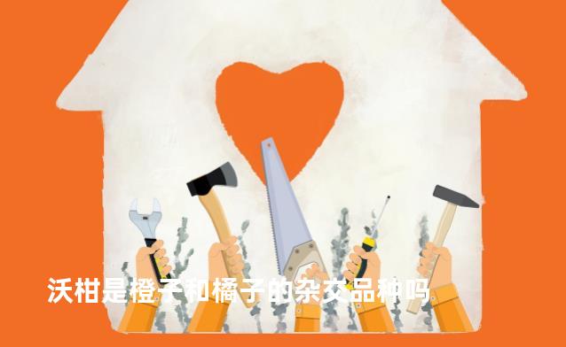 沃柑是橙子和橘子的杂交品种吗