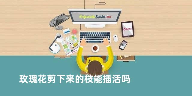 玫瑰花剪下来的枝能插活吗