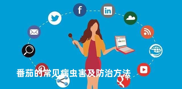 番茄的常见病虫害及防治方法