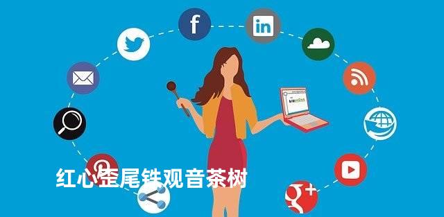 红心歪尾铁观音茶树