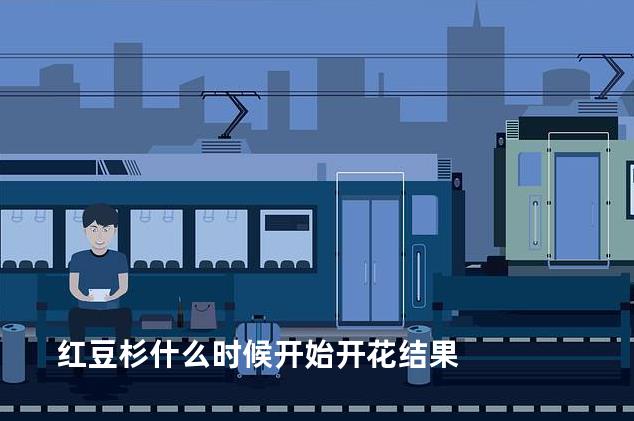 红豆杉什么时候开始开花结果