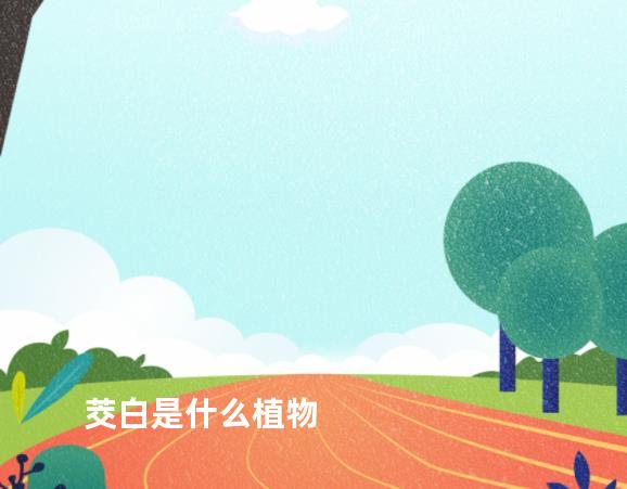 茭白是什么植物