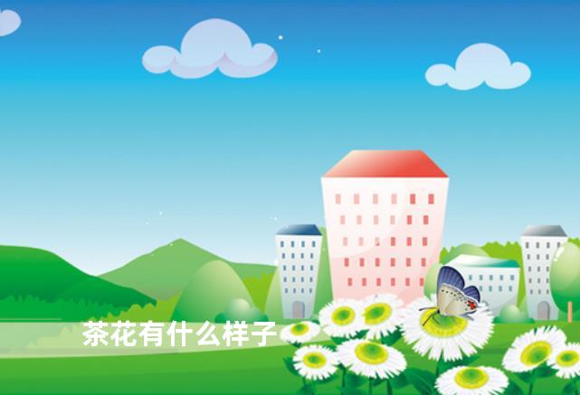 茶花有什么样子