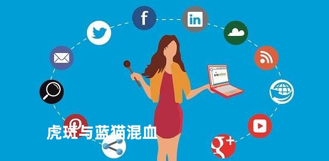 虎斑与蓝猫混血