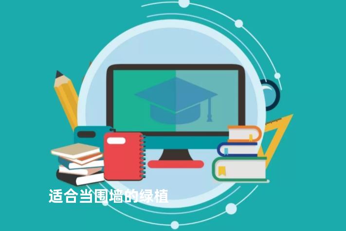 适合当围墙的绿植