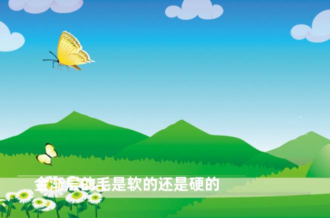 金渐层的毛是软的还是硬的