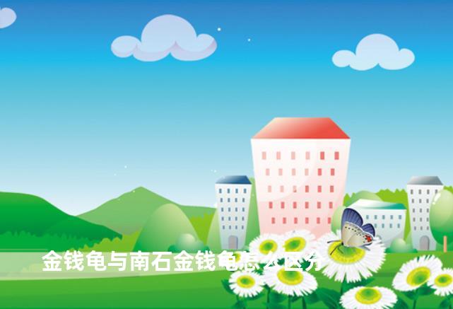 金钱龟与南石金钱龟怎么区分