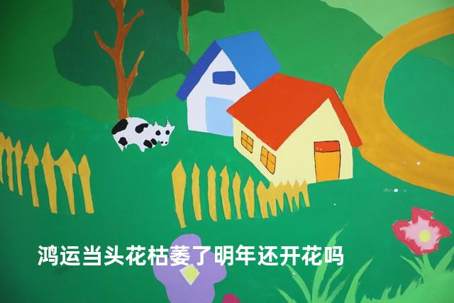 鸿运当头花枯萎了明年还开花吗